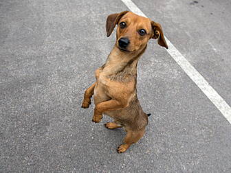 600 Ukrainian Pets Come To Ire...